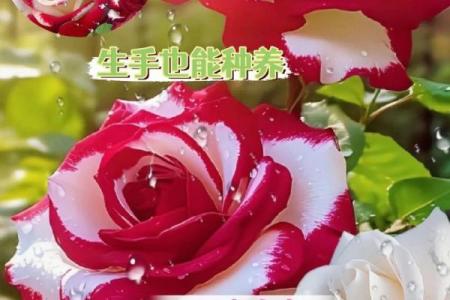 未婚女性的命理解析：她们与“花”的完美象征