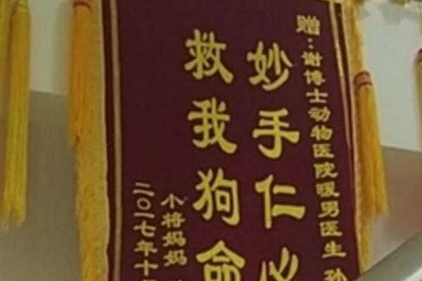 梦见狗救我们命的深层含义解析与启示