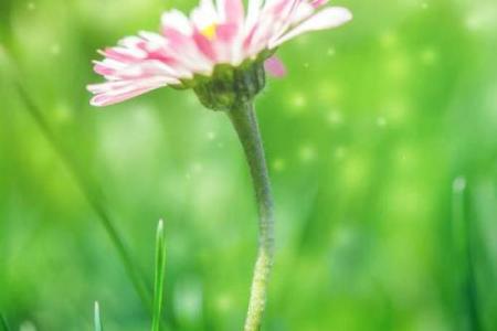 棉花穗子命:探索命运与自然的微妙联系