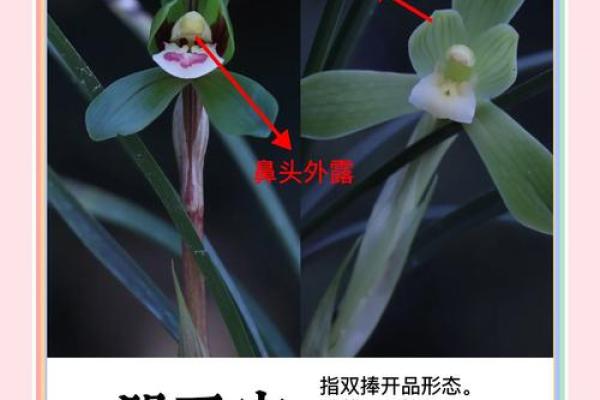 探秘兰花命：你的独特个性与命运特征
