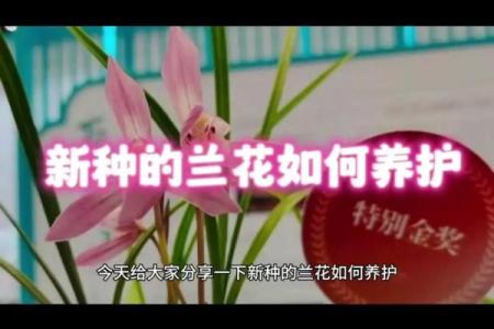 探秘兰花命：你的独特个性与命运特征