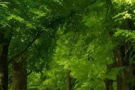 探秘五行之木:日主弱的深层含义与调理之道