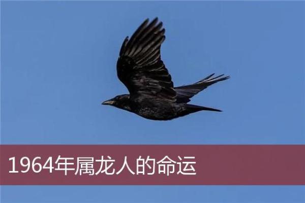 探秘龙命理：属龙女性的命运与人生精彩之旅