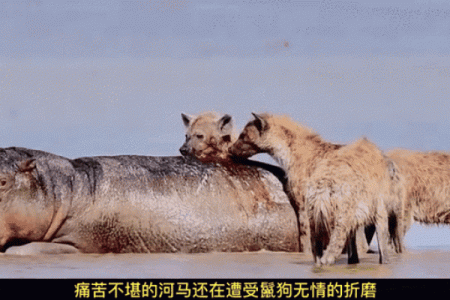 劳命奔波命凄凉,谁是生存的牺牲者?揭秘这些动物的艰难历程!