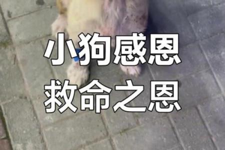 救主人一命的小狗:它的品种和感人故事