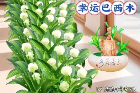 木命者的植物选择:哪些绿植最适合你?