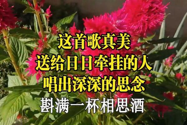 拿命换来的牵挂：一首歌的深情与共鸣