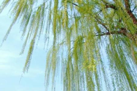 揭开柳木命的神秘面纱：属于什么命格，如何影响人生？