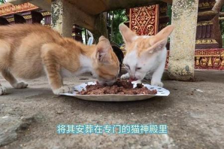 探索《九条命里的猫》:揭秘猫一般不为人知的秘密与魅力