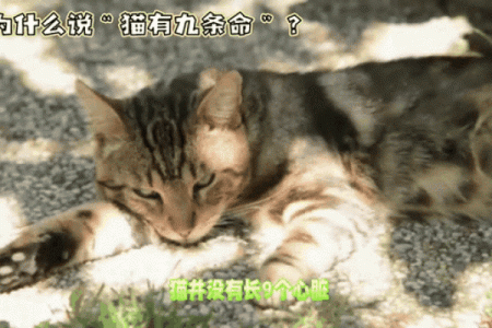 为什么猫有九条命？揭开这个古老传说的奥秘！