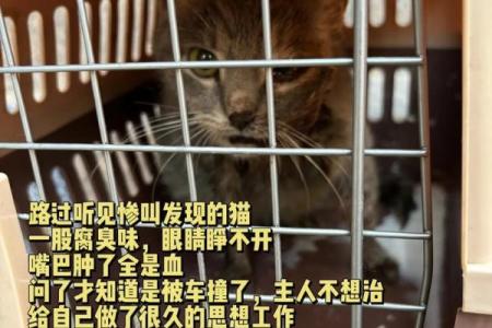 深藏在猫咪眼里的秘密:失去一条命的意义探讨