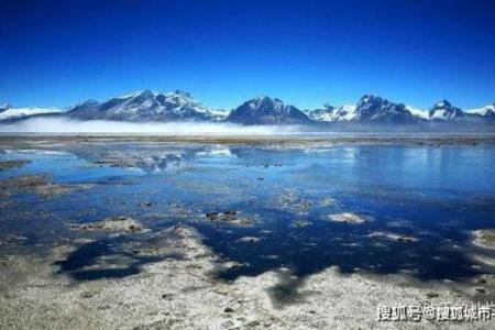 九命猫妄寻鱼：探寻生命的奇妙与勇敢之旅