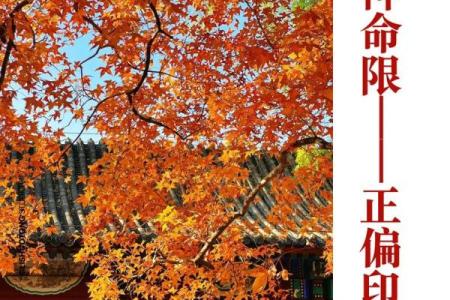 探索命局中的偏印：象征着智慧和潜力的神秘力量