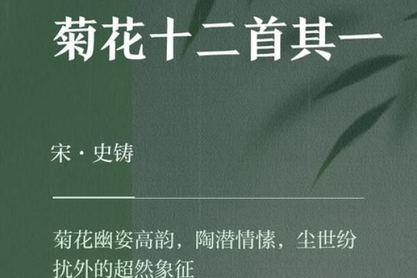 探寻菊花命：揭示菊花命的人生与性格特征