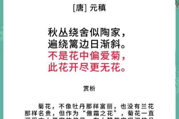 探寻菊花命：揭示菊花命的人生与性格特征