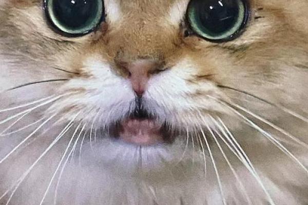 九条命的猫：揭秘无穷魅力的猫咪品种