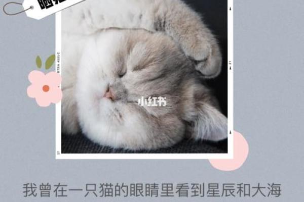 解锁星辰之谜：命犯天空与太阳的深意探讨