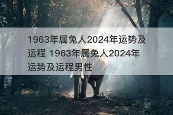 属兔人的命运分析：最适合的职业与生活方式探讨