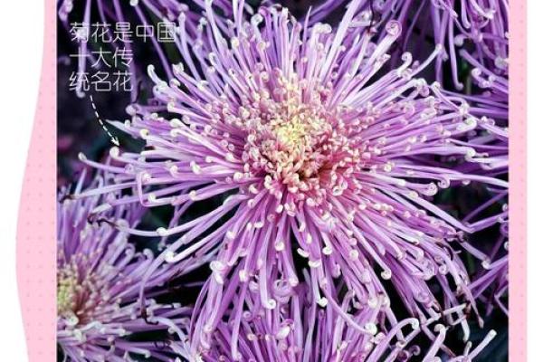 命理与菊花：探索命理中的“菊花”象征与意义