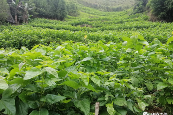 寻找木命的最佳干爹干娘：为孩子的未来铺设绿色之路