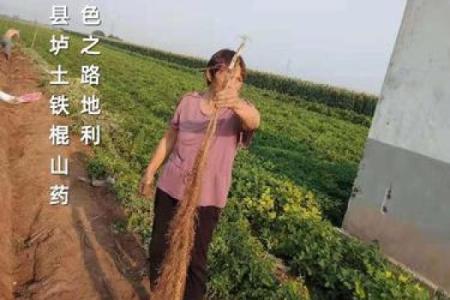 寻找木命的最佳干爹干娘：为孩子的未来铺设绿色之路