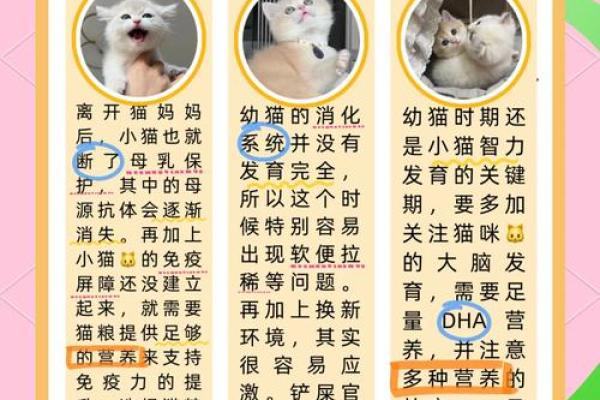 农历十月出生的猪：命运与性格的深度解析