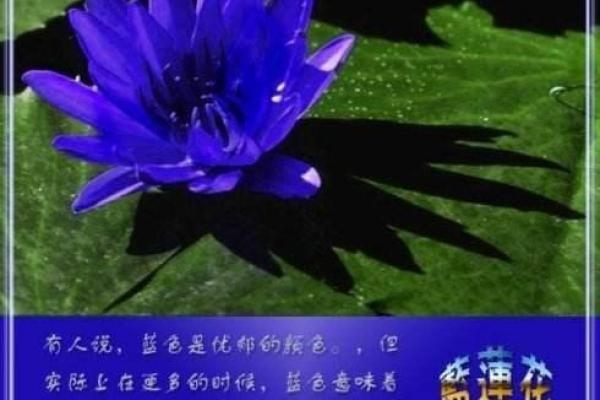 蓝色衣服寓意与五行命理的完美结合