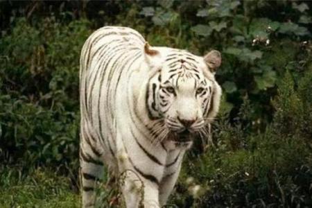 探寻命带白虎的奥秘：它代表的是什么与人生的启示