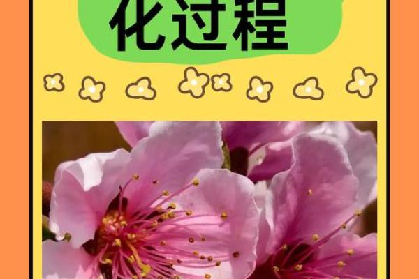 命理中的桃花运：探索桃花命的魅力与影响
