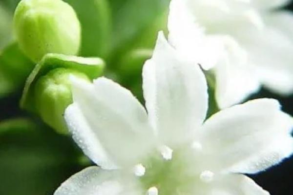 灵动与优雅交融：林芊雪名字的深刻寓意解析