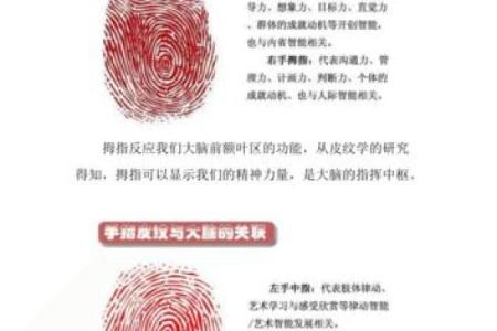 看指纹解读你的命运:三个螺旋的秘密之旅