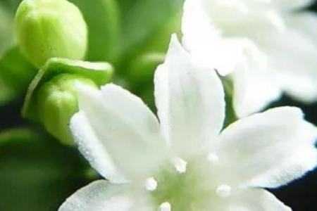 灵动与优雅交融：林芊雪名字的深刻寓意解析