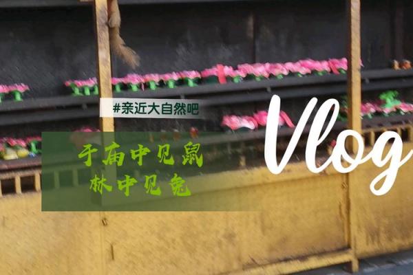 探寻林中兔命：自然界的神秘象征与人生启示