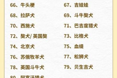 探寻狗属男的命理特征与性格魅力，揭示幸福人生的秘密！