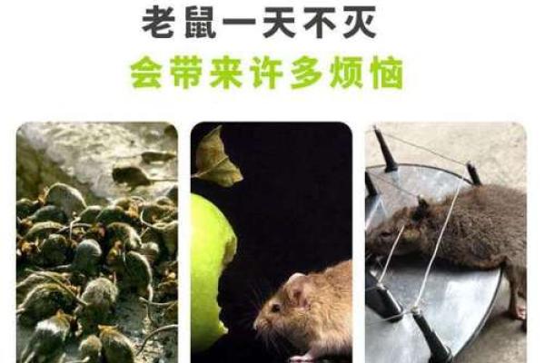 老鼠的命运与人类的启示：在生存之道中的思考