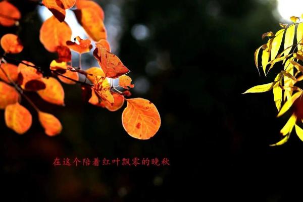 九月出生的兔子命格解析：温和聪慧的灵性之旅