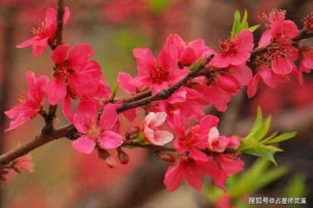 男命红鸾入命解析：爱情与命运的奇妙结合