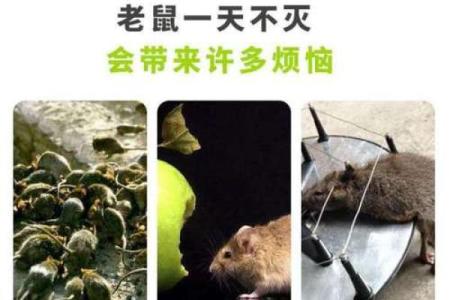 老鼠的命运与人类的启示：在生存之道中的思考