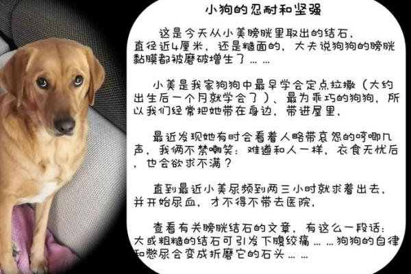 无畏的小狗：勇敢救主的感人故事