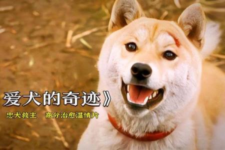无畏的小狗:勇敢救主的感人故事