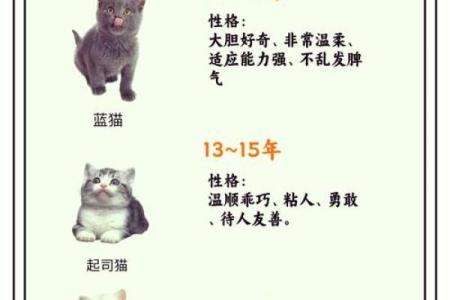 揭秘猫咪的七条命:为何它们如此神秘又迷人?