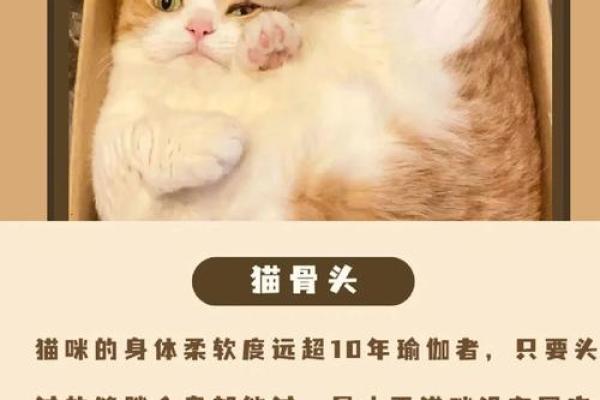 神秘的九条命：探寻猫咪的传奇与真实