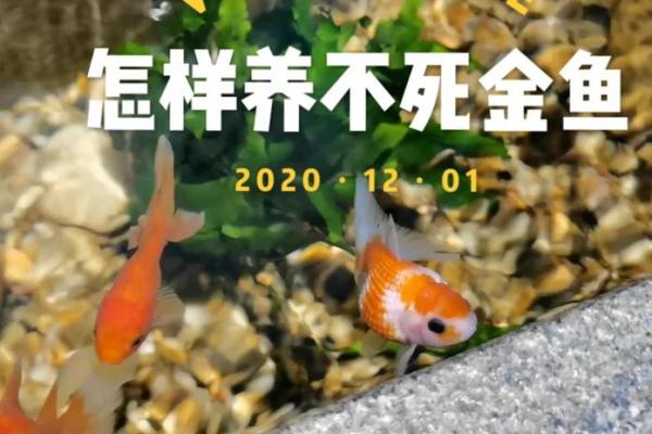 揭秘女命带金鱼的命理奥秘与生活启示
