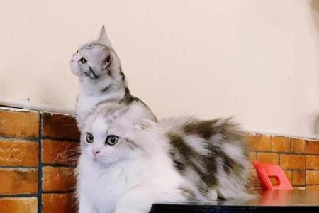神秘的九条命:探寻猫咪的传奇与真实
