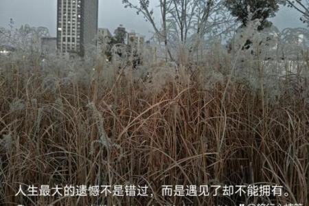 探秘命犯再嫁：了解命理背后的情感纠葛与抉择