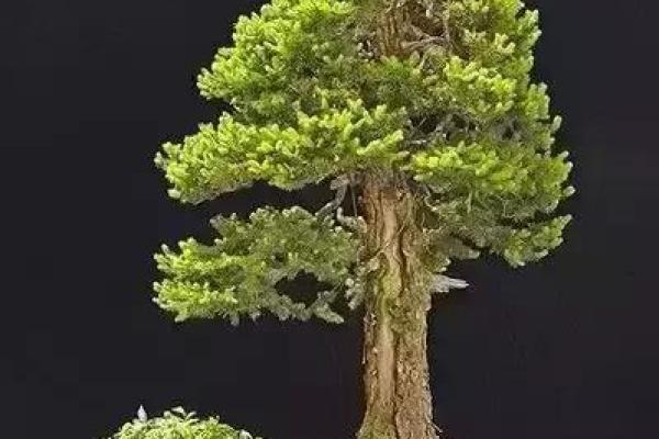 命系悬壶：一部关于命运与选择的生命赞歌