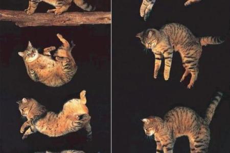 探索九条命里的猫:神秘与传奇的交织