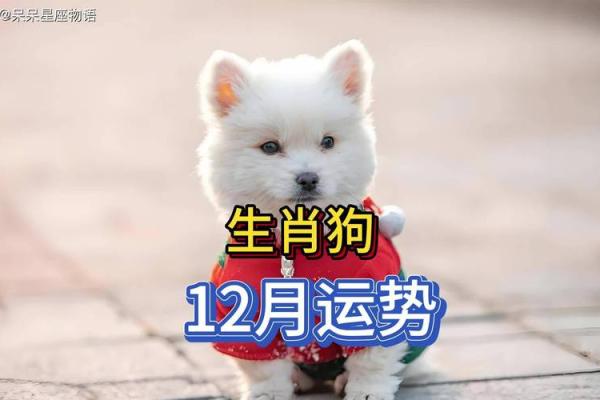 揭开1994年出生的狗宝宝的命运之谜！揭秘生肖狗的独特运势！