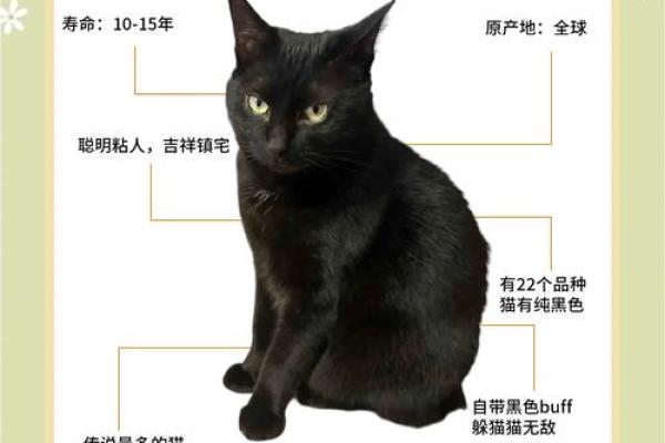 九命猫命格解析：揭开猫咪神秘的命运之门
