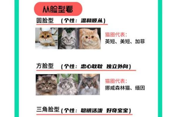 九命猫命格解析：揭开猫咪神秘的命运之门